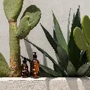 SoindeSoi-Bodi-Cactus.webp